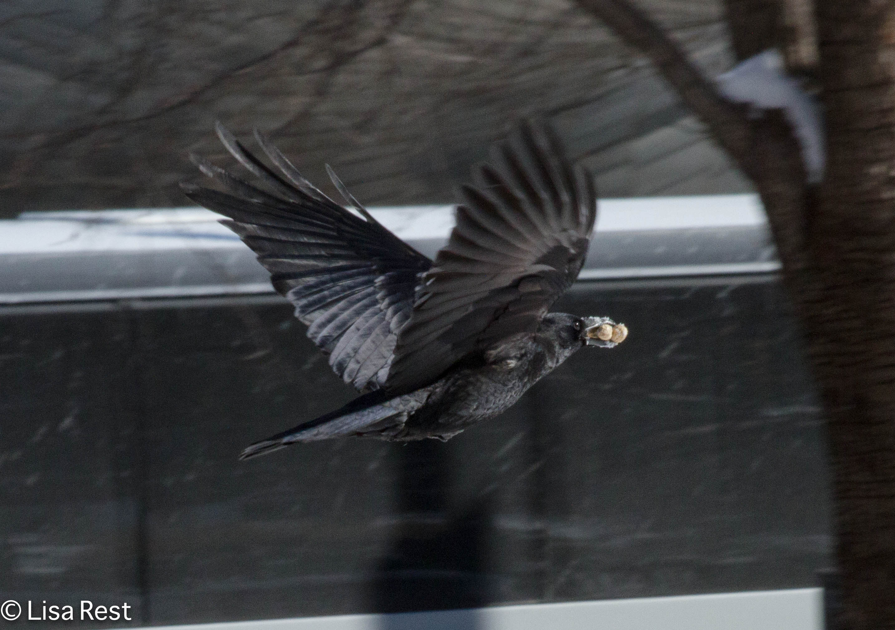 Feeding Peanuts To Crows Goldbird Variations