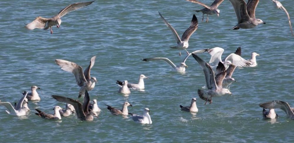 Why Zebra Finches Sing - Goldbird VariationsGoldbird Variations