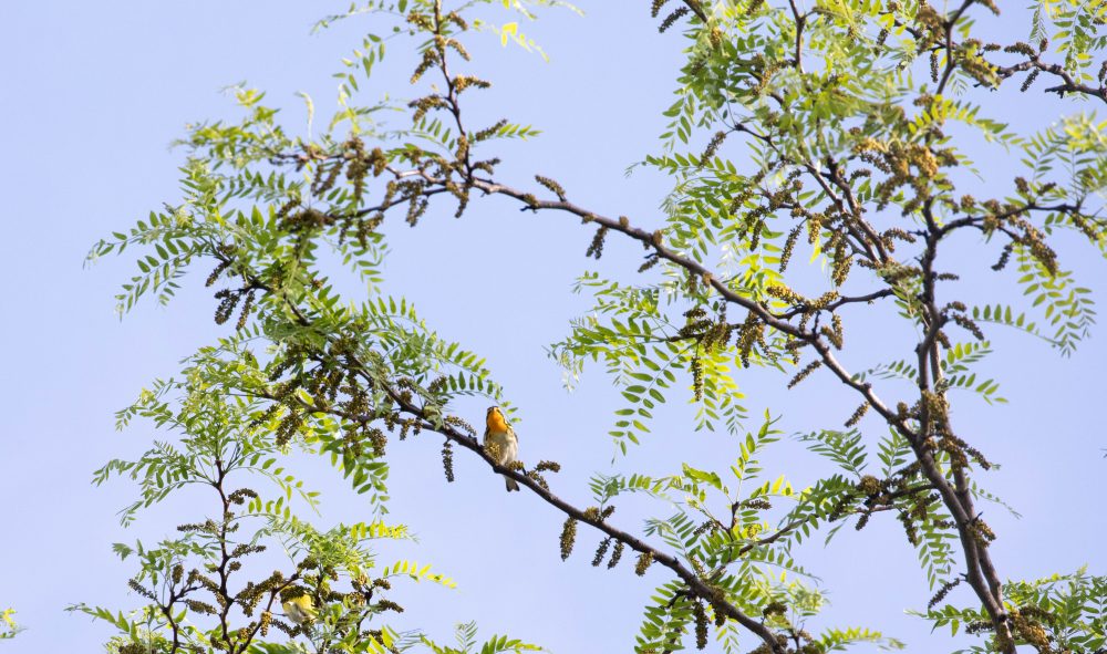 Goldbird Variations