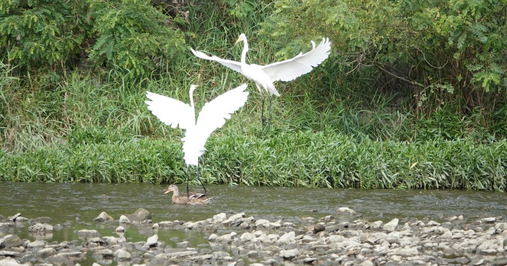 Goldbird Variations