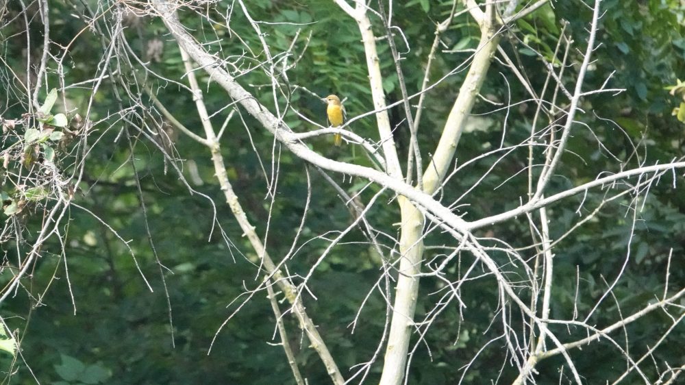 Goldbird Variations
